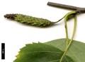 SpeciesSub: subsp. mandshurica
